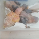 Alexandrines babies
