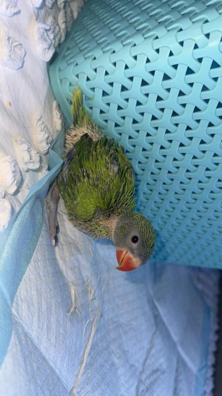 Hand raised Indian Ringneck!
