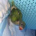 Hand raised Indian Ringneck!