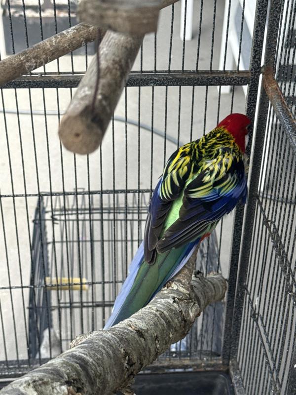 Eastern rosella male
