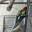 Eastern rosella male