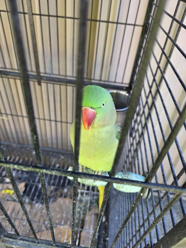 bonded pair Alexandria