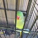bonded pair Alexandria