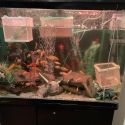 FS: COMPLETE SELL OUT- AFRICAN CICHLIDS-BRISTLENOSE-TANKS-ACCESSORIES-SUPPLIES-