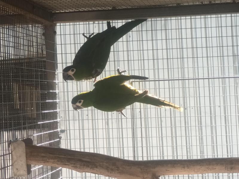 Hahns macaws unrelated pairs 12 months old