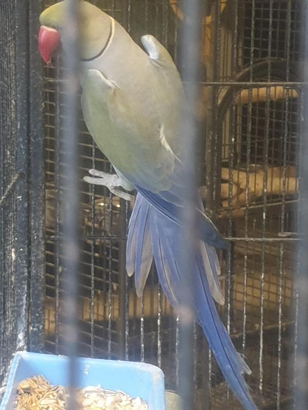 Ringneck