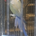 Ringneck