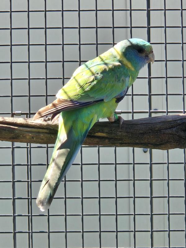 Cloncurry Hen