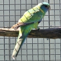Cloncurry Hen