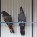 BREEDING PAIR REDTAIL COCKATOOS