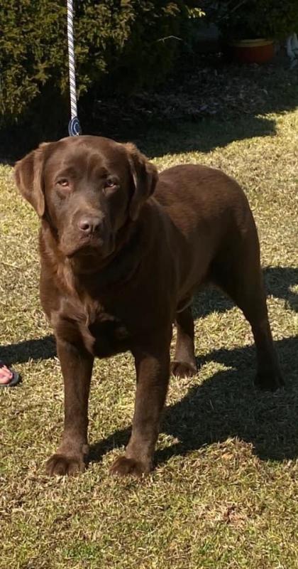 Stunning Purebred English Labrador male