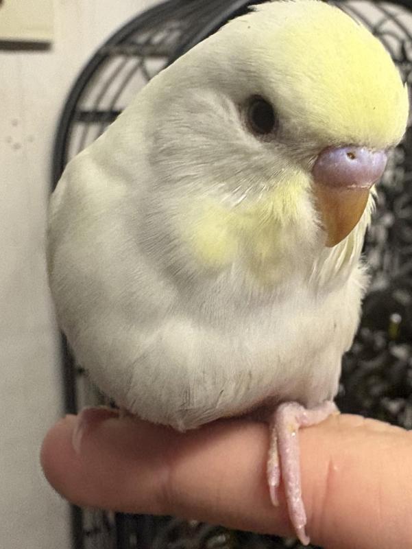Cute baby budgies.