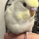 Cute baby budgies.
