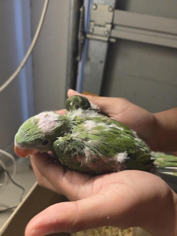 Baby Alexandrine And Cockatiels Breeder