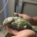 Baby Alexandrine  And Cockatiels  Breeder