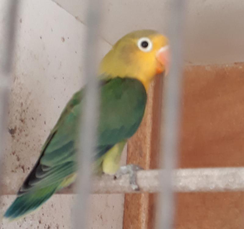 Fischer love bird