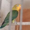 Fischer love bird