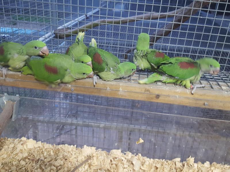 Alexandrine babys