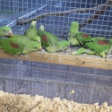 Alexandrine babys