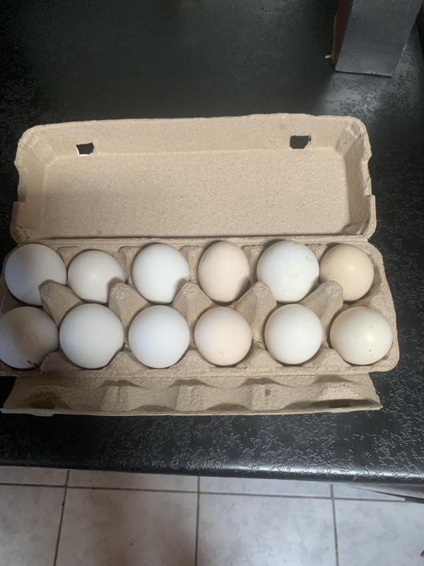 Large leg horn eggs for sale .