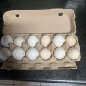 Large leg horn eggs for sale .