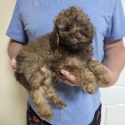 TOY /MINIATURE POODLE MALE PUPPY