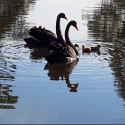 Blackswan