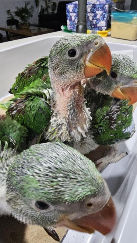Alexandrine Handreared Babies