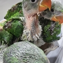 Alexandrine Handreared Babies