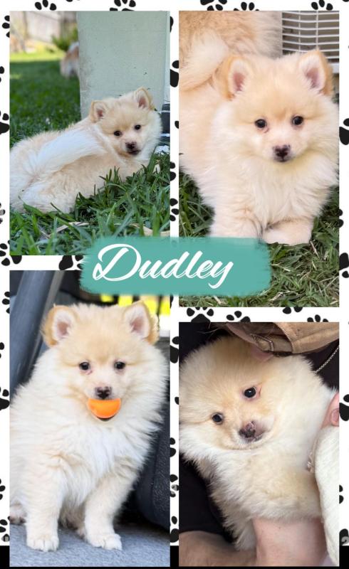 Pomeranian x German Spitz puppy
