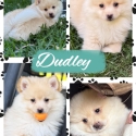 Pomeranian x German Spitz puppy