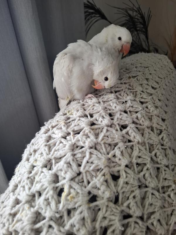 Indian Ringneck babies/tamed