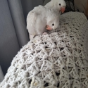 Indian Ringneck babies/tamed