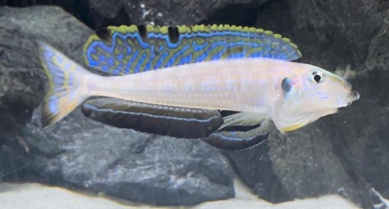 Tanganyikan cichlids