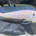 Tanganyikan cichlids