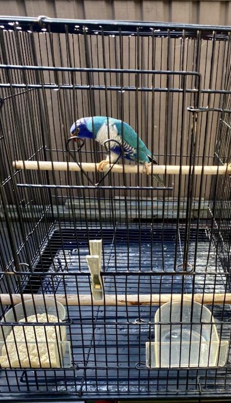 Blue lorikeet
