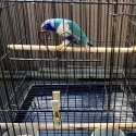 Blue lorikeet