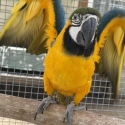 Macaw Blue and Gold