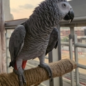 Female African Grey Parrot for Sale