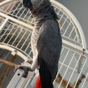 Male African Grey Parrot for Sale