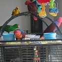 Hand raised companion birds eclectus $700ea suns $350ea