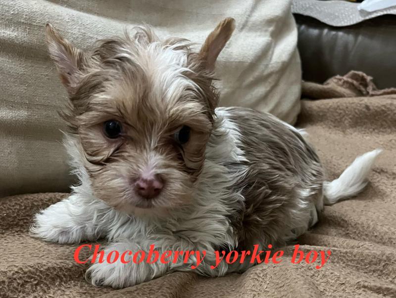Rate Choc Merle Yorkshire puppies
