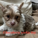 Rate Choc Merle Yorkshire puppies