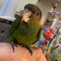 Blue Throat Conure