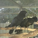 Macrorhynchus Redtail black cockatoo pair