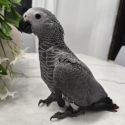 Handraised African Greys