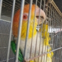 Caique