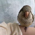Quaker Parrot