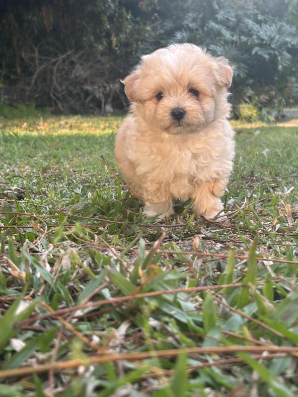 Toy Cavoodles male and female