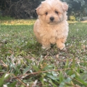 Toy Cavoodles male and female
